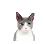 Warrior Cats... mrrow!