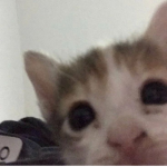 fly cat fly
