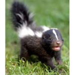 Skunky Squad-