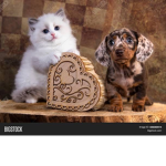 Puppy and cat love