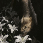 皎