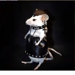 TZ RATS