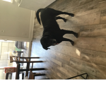 Bird dog