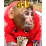 ILikeMonke