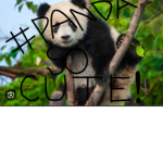 #Pandas so cute