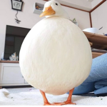 cute ducks club