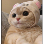 The furry supporters of all kinds