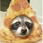 Raccoon Space Agency