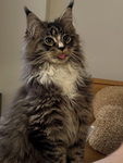 'Shai