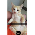 Orange kitty power