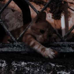 ៸៸˚