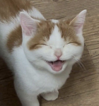 meretiji