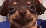 MemeZ1