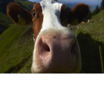 Vacas Felizes