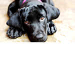 bella team who loves dancing and dogs and starbuck
