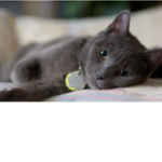 Qt_cats
