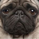 Dogy Groups