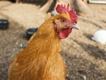 The chickens group :)