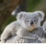 The Koala Cuteness Club
