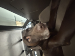 Zeus The Dog