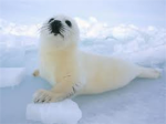 seew lovers (seal)