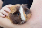 Guinea Pig Fan Club :)