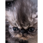 KEVIN IS THE BEST CAT