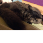 Laura‘s Cat Gruppe