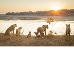 The Liger Pride
