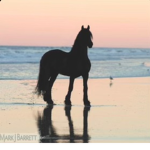Sunset Horse Riding Club