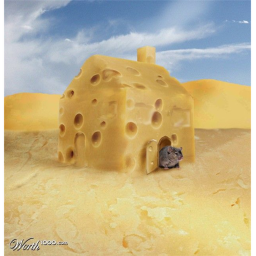 cheese hangout