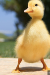 THE DUCKS 2026