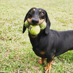 SAUSAGE DOGS WILL RULEE