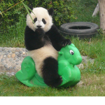 Playful Panda's