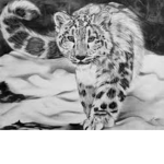SnowLeopard Studios