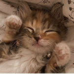 ||~Shy kittens~||