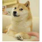 Doge group only for doge fans and doge family:D