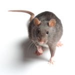 Children rats