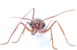 The colony of the ant mafia