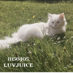 luvjuice