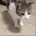 StudioOfCats