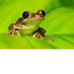 -_frog_-