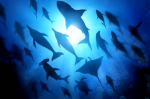 SUPPORTING SEA ANIMALS
