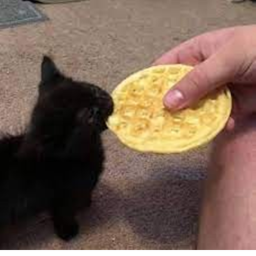 Cat Eating Waffle.