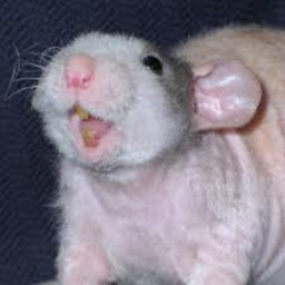 Rat Crew Hype House
