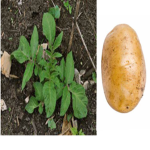 Pøtatø’s Sprouts