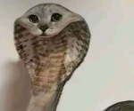 unussed