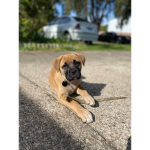 The cutest puppy you’ve ever seen