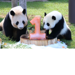 *Panda Group*