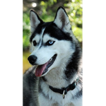 Doggod29